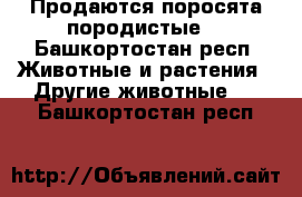 Продаются поросята породистые  - Башкортостан респ. Животные и растения » Другие животные   . Башкортостан респ.